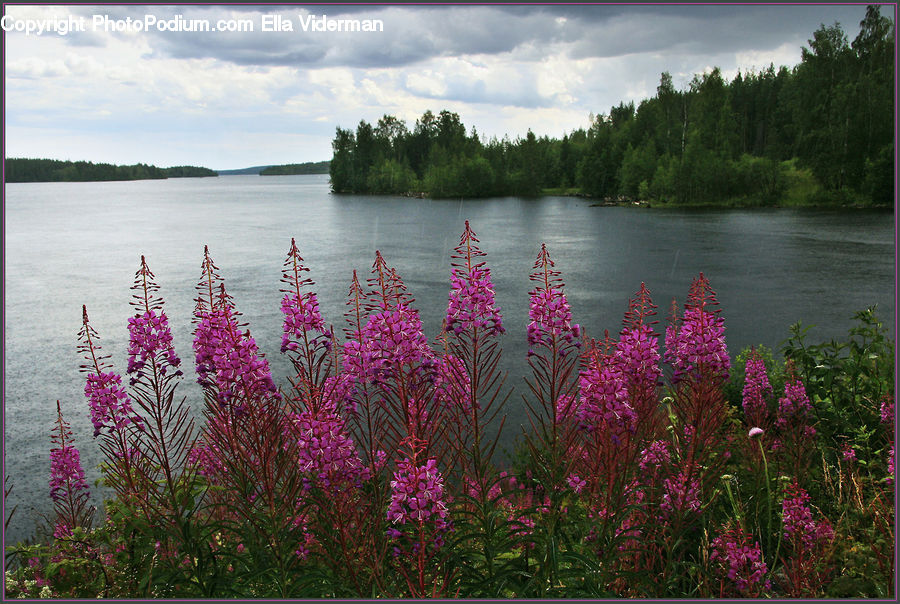 Plant, Potted Plant, Flower, Lupin, Blossom, Flora, Lake