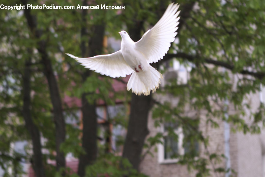 Bird, Dove, Pigeon, Blossom, Flora, Flower, Plant