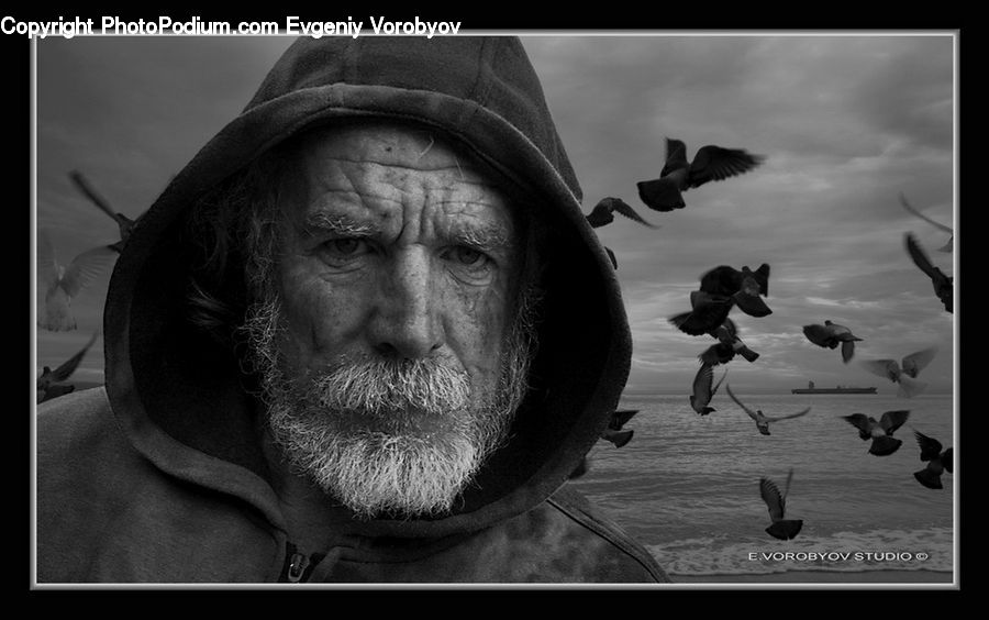 People, Person, Human, Bird, Seagull, Kite Bird, Portrait