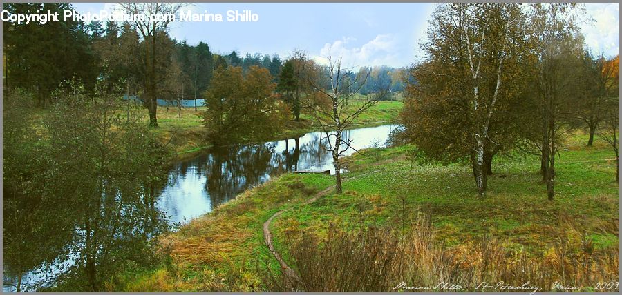 Land, Marsh, Pond, Swamp, Water, Forest, Vegetation