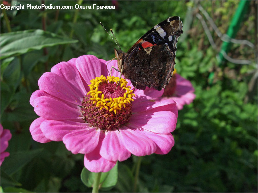 Butterfly, Insect, Invertebrate, Asteraceae, Blossom, Flora, Flower