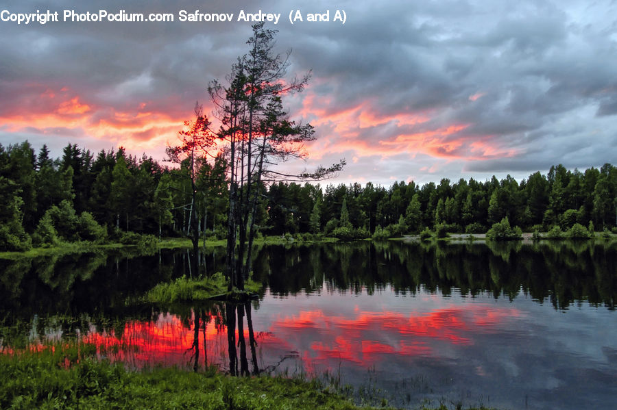 Land, Marsh, Outdoors, Swamp, Water, Pond, Conifer