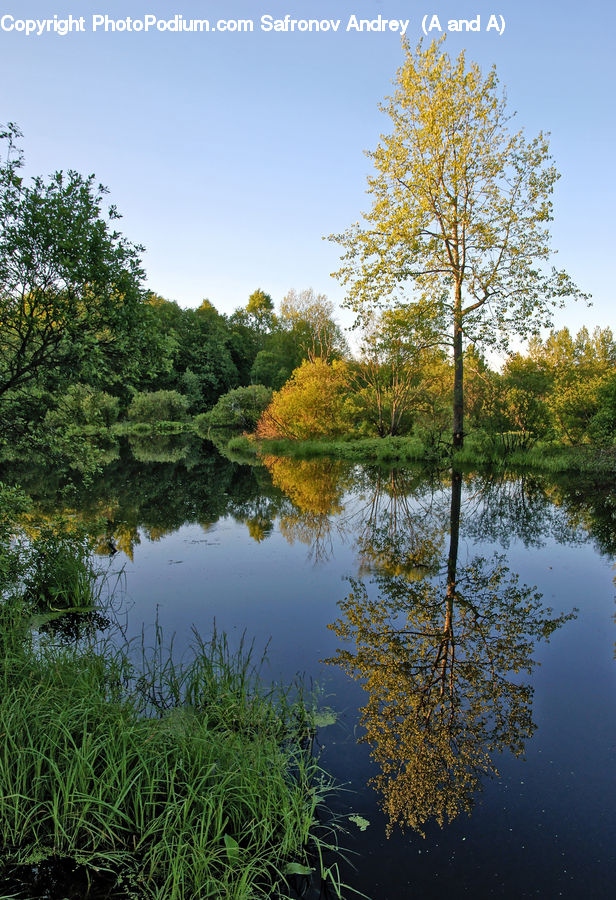 Field, Grass, Grassland, Plant, Outdoors, Pond, Water