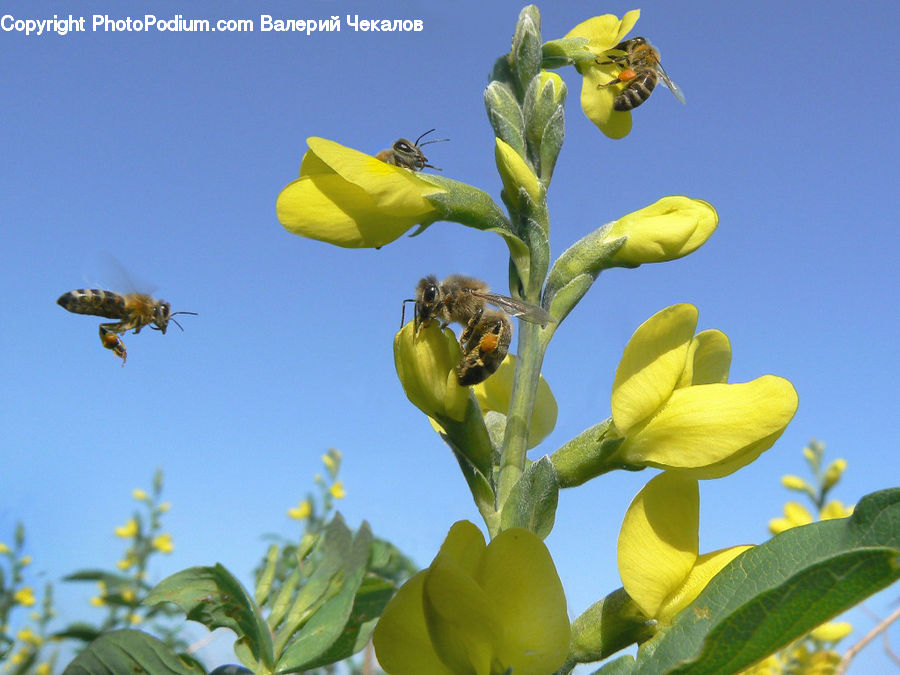 Bee, Insect, Invertebrate, Apidae, Bumblebee, Flora, Pollen