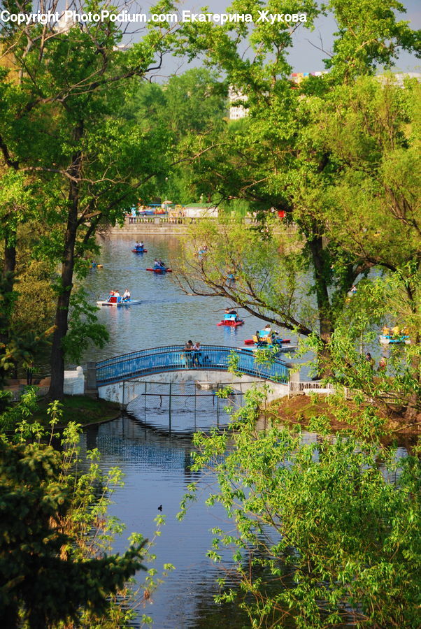 Canal, Outdoors, River, Water, Oak, Sycamore, Tree