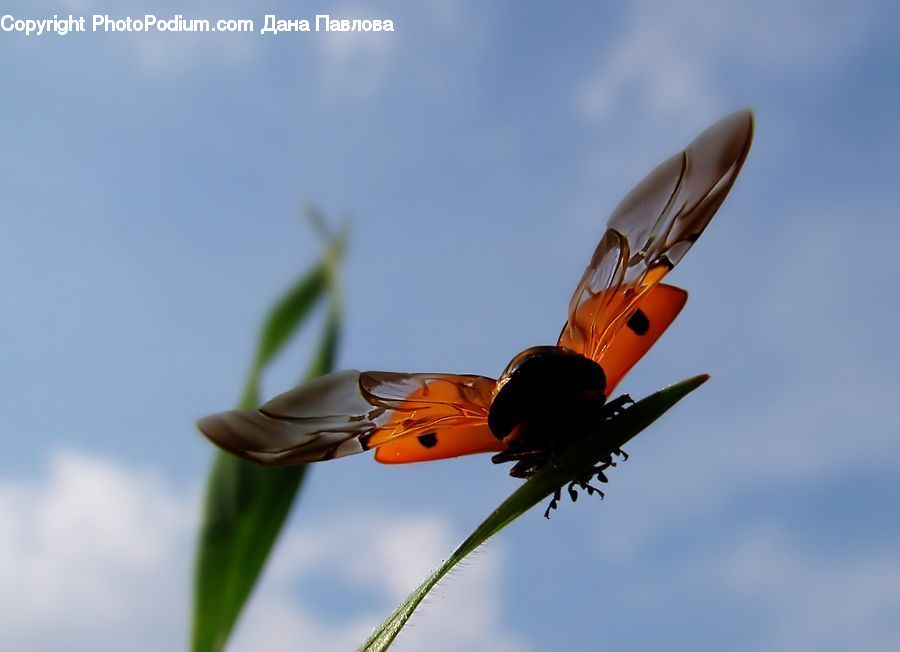 Aircraft, Airplane, Warplane, Butterfly, Insect, Invertebrate, Jet