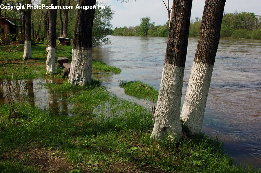 Field, Grass, Grassland, Plant, Flood, Algae, Birch