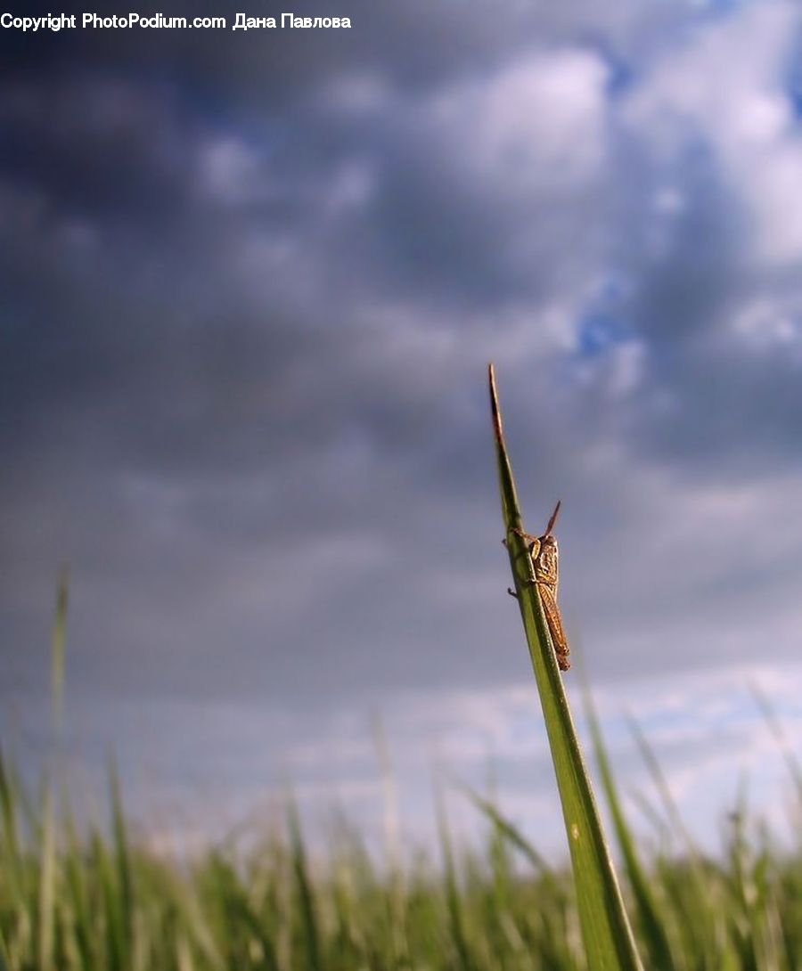 Field, Grass, Grassland, Plant, Vegetation, Blossom, Flora