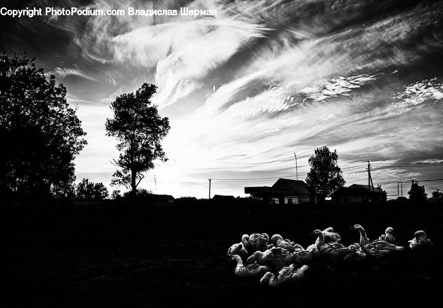 Plant, Tree, Silhouette, Oak, Wood, Outdoors, Sky