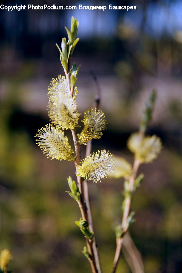 Blossom, Flora, Flower, Plant, Conifer, Fir, Tree