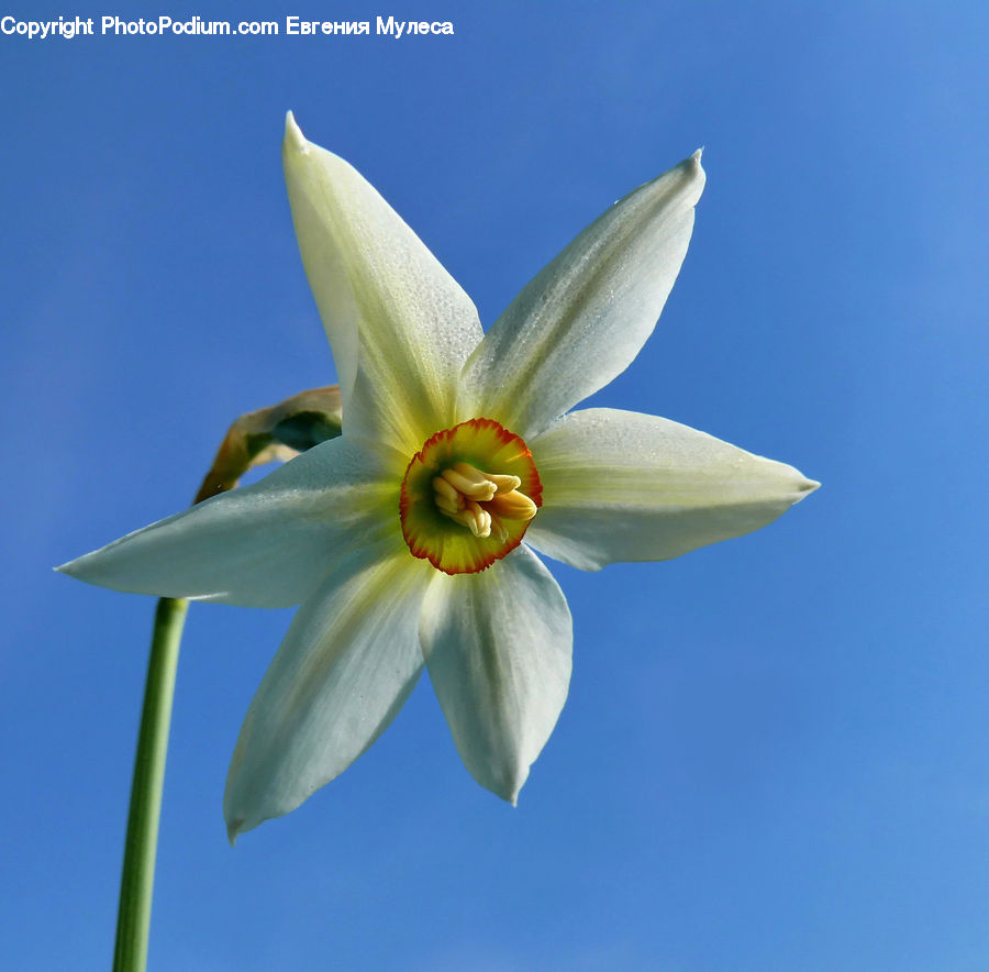 Blossom, Daffodil, Flora, Flower, Plant, Daisies, Daisy