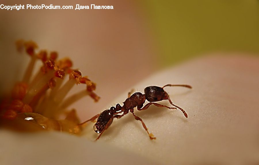 Ant, Insect, Invertebrate