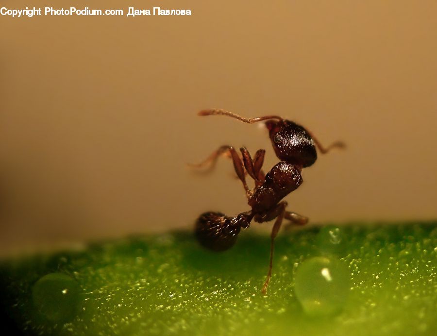 Ant, Insect, Invertebrate