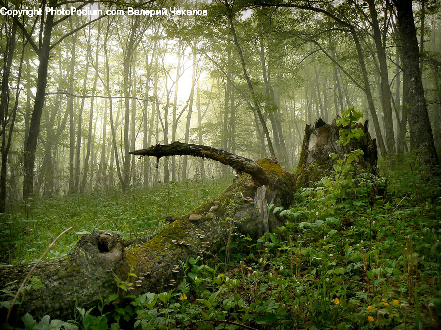 Forest, Vegetation, Jungle, Rainforest, Grove, Land, Herbal