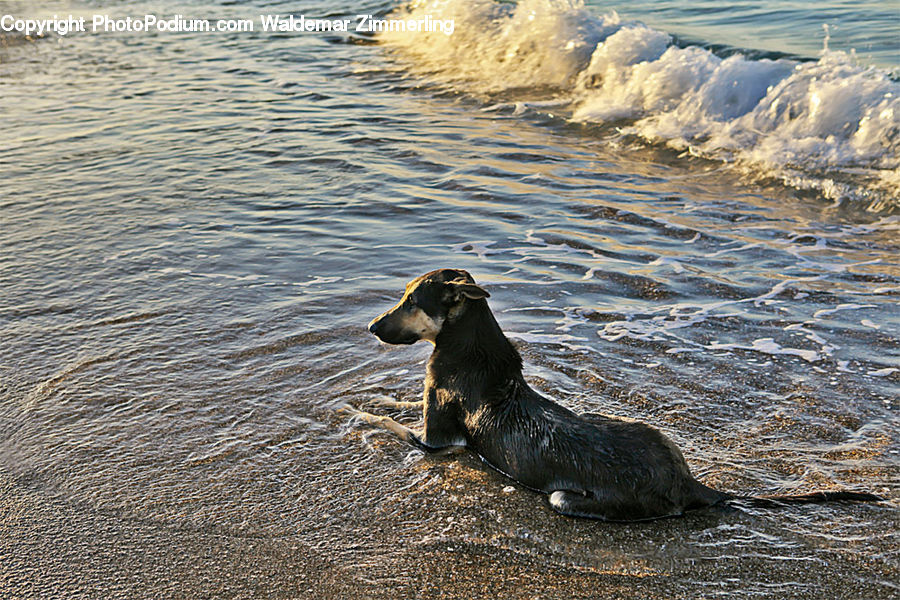 Animal, Mammal, Otter, Canine, Cocker Spaniel, Dog, Pet