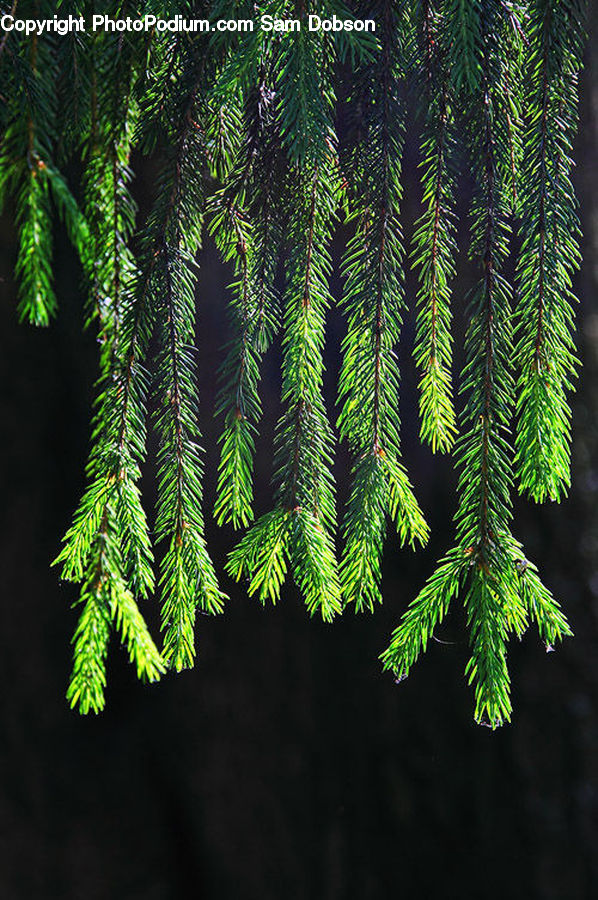 Conifer, Fir, Plant, Tree, Fern