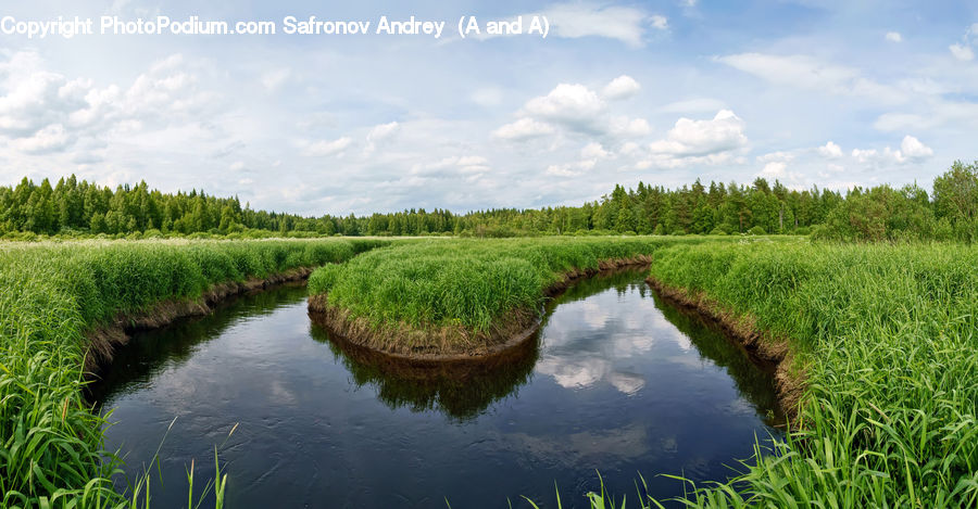 Land, Marsh, Outdoors, Swamp, Water, Ditch, Pond