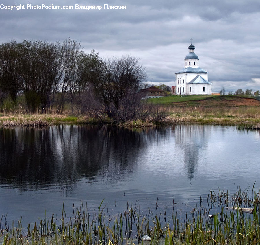 Grass, Plant, Reed, Land, Marsh, Outdoors, Swamp