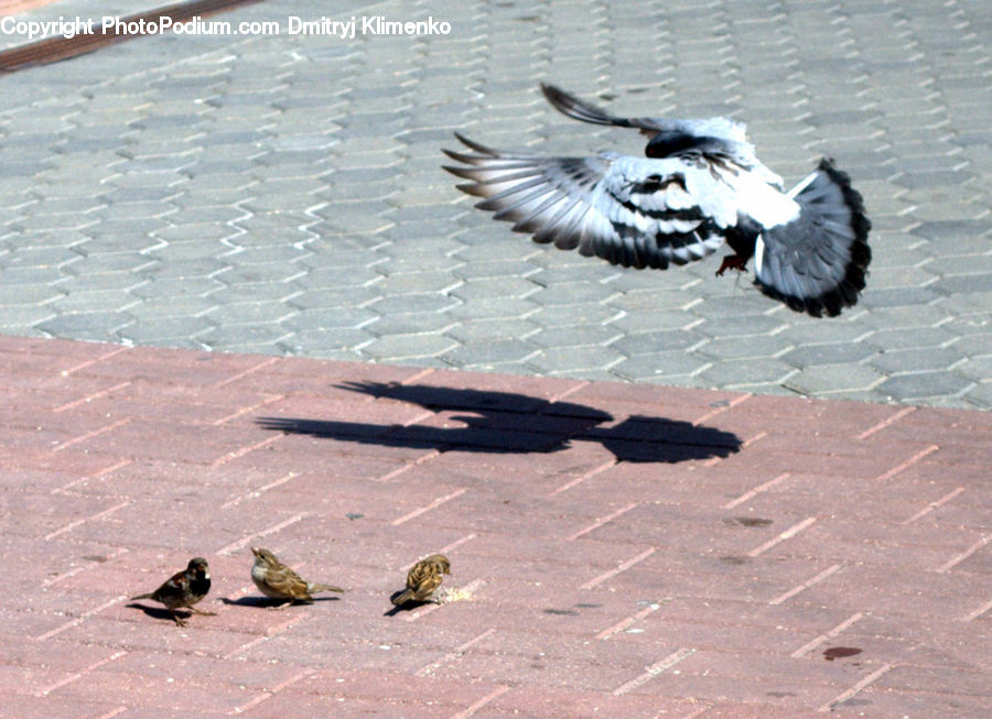 Bird, Pigeon, Dove, Pavement, Goose, Waterfowl, Flagstone