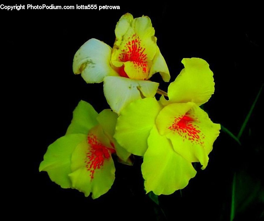 Flora, Flower, Gladiolus, Plant, Cactus, Blossom, Lily