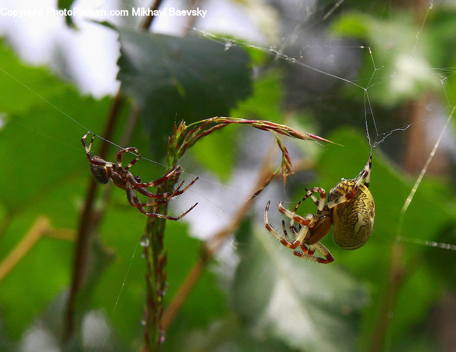 Arachnid, Garden Spider, Insect, Invertebrate, Spider, Argiope