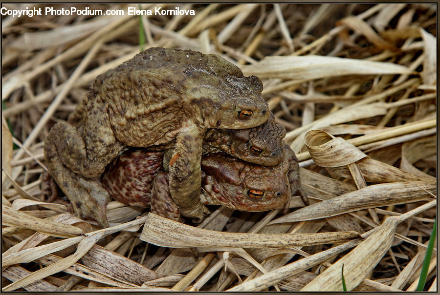 Amphibian, Frog, Wildlife