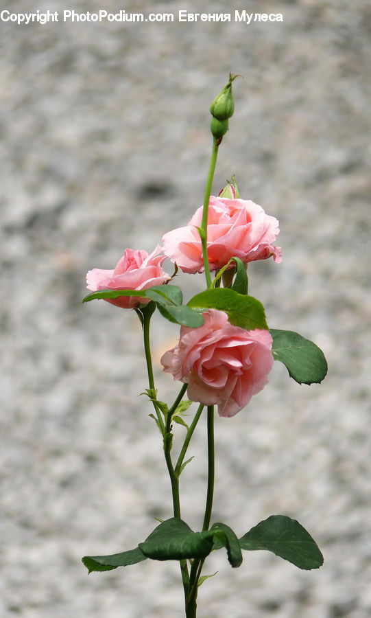 Blossom, Carnation, Flower, Plant, Flora, Geranium, Rose