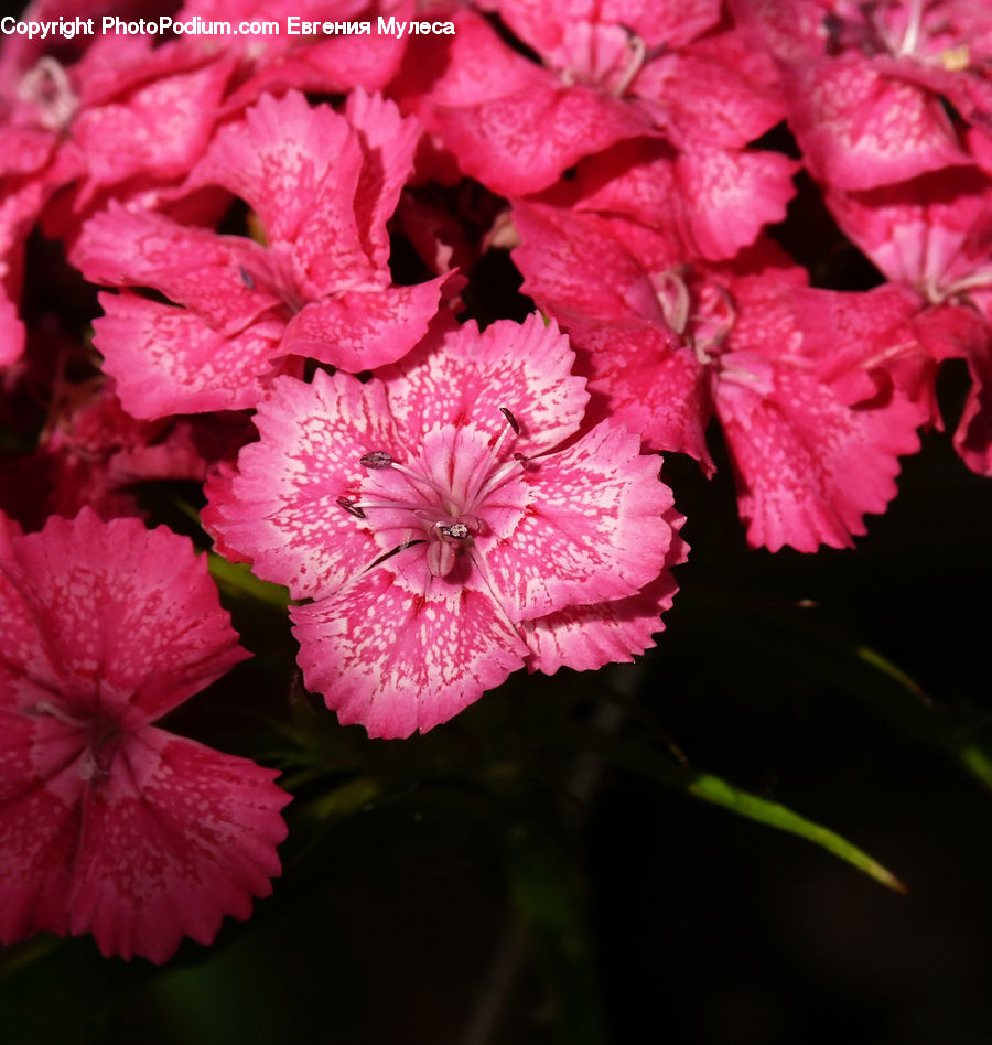 People, Person, Human, Blossom, Carnation, Flower, Plant