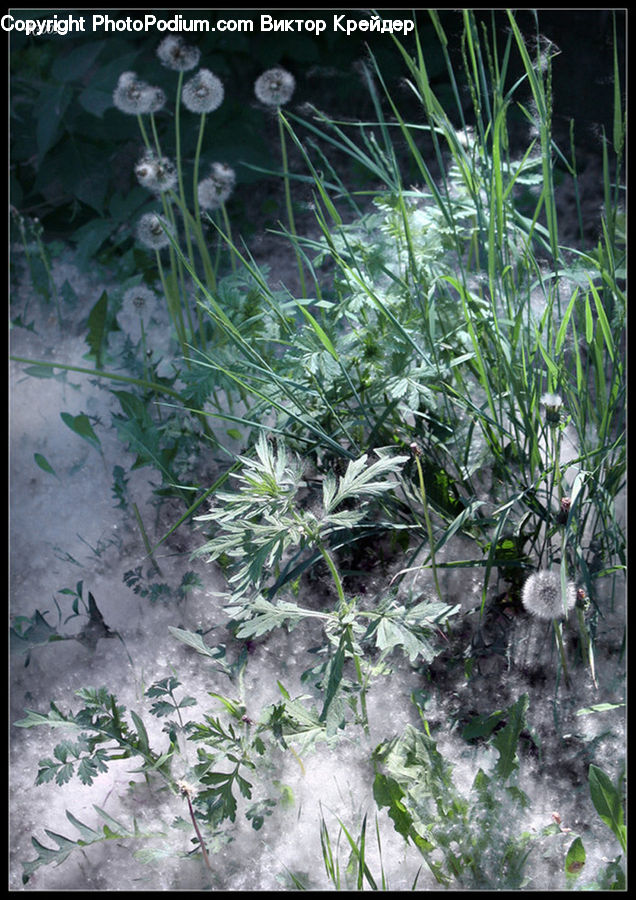 Ivy, Plant, Vine, Dill, Weed, Maple, Maple Leaf