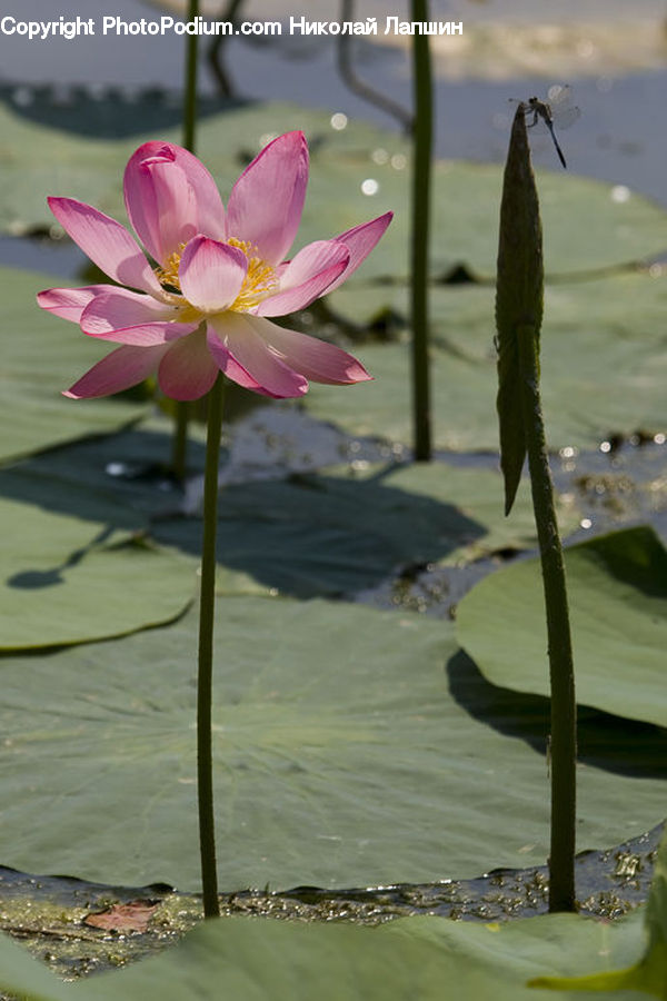 Flower, Lily, Plant, Pond Lily, Blossom, Flora, Water