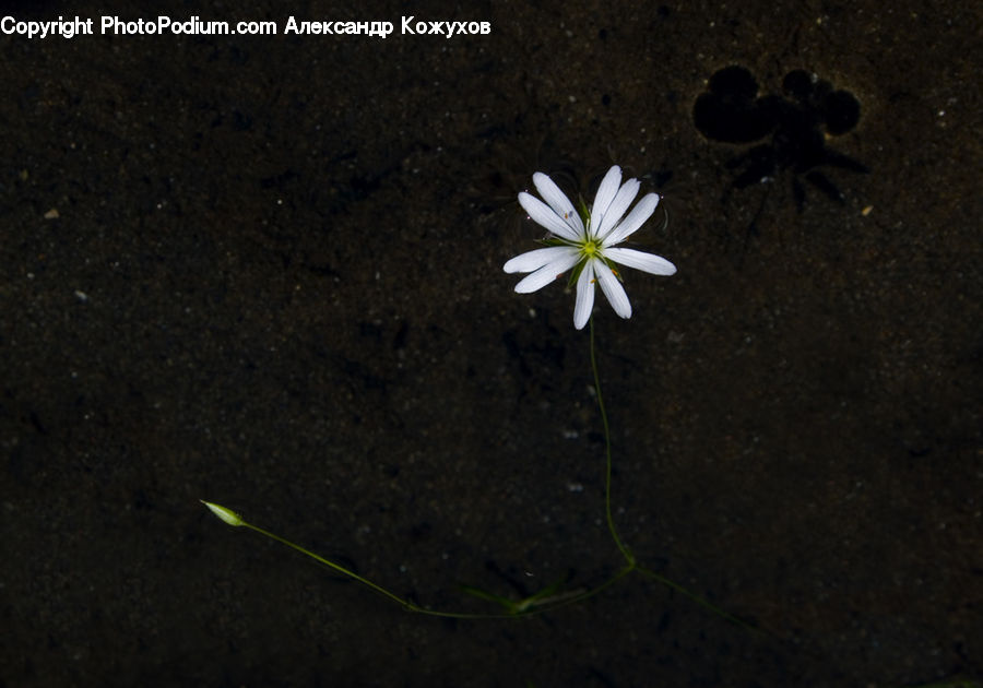 People, Person, Human, Arenaria, Amaryllidaceae, Blossom, Flower