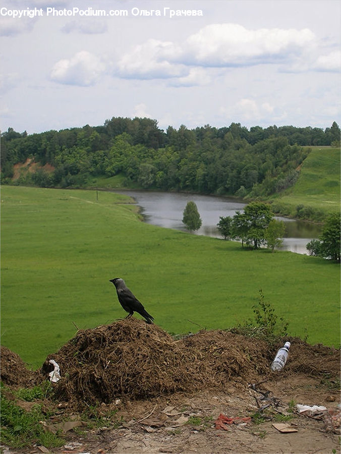 Bird, Blackbird, Crow, Landscape, Nature, Scenery, Kite Bird