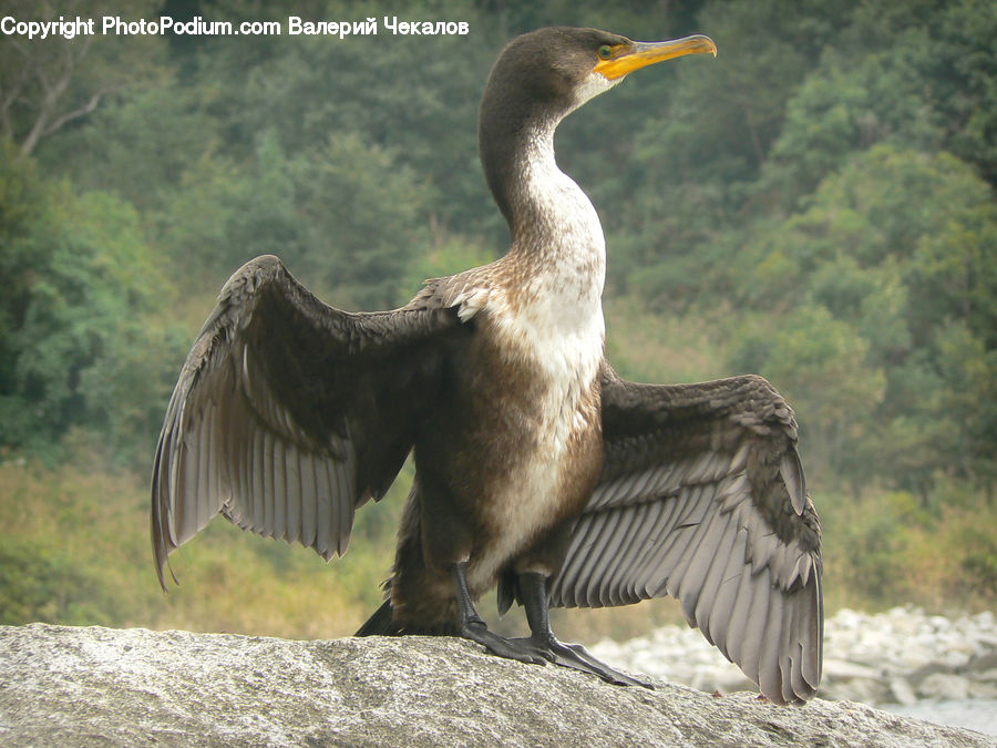 Bird, Cormorant, Waterfowl