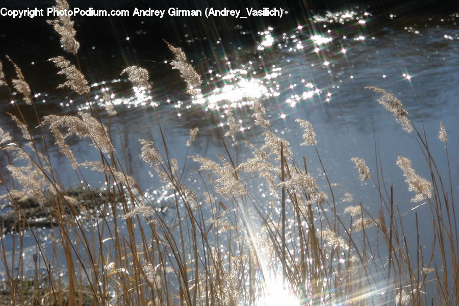 Grass, Plant, Reed, Fireworks, Night, Field, Grassland