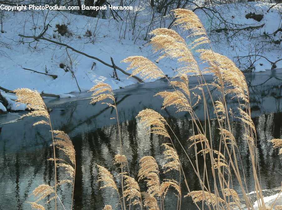 Grass, Plant, Reed, Frost, Ice, Outdoors, Snow