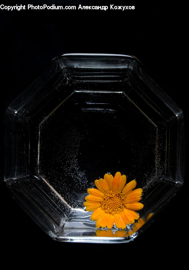 Flora, Pollen, Flower, Plant, Treasure Flower, Blossom, Asteraceae
