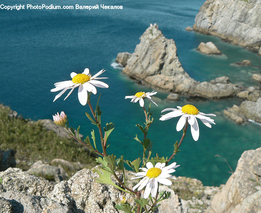 Daisies, Daisy, Flower, Plant, Asteraceae, Blossom, Flora