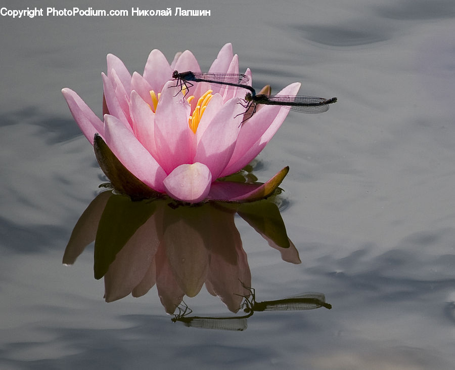 Anisoptera, Dragonfly, Insect, Invertebrate, Flower, Lily, Plant