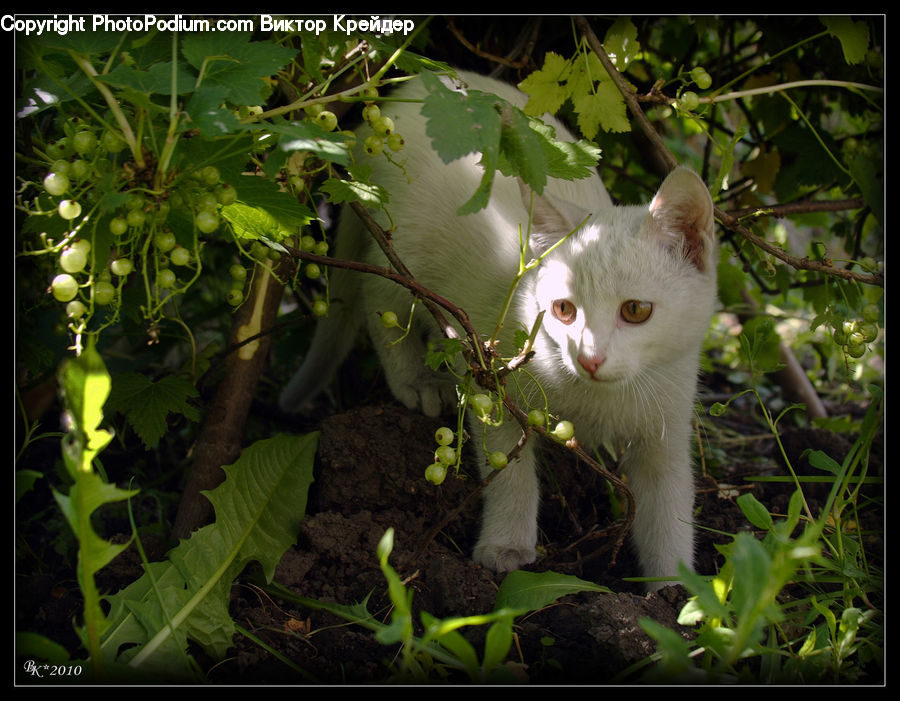 Animal, Cat, Kitten, Mammal, Pet, Plant, Blossom