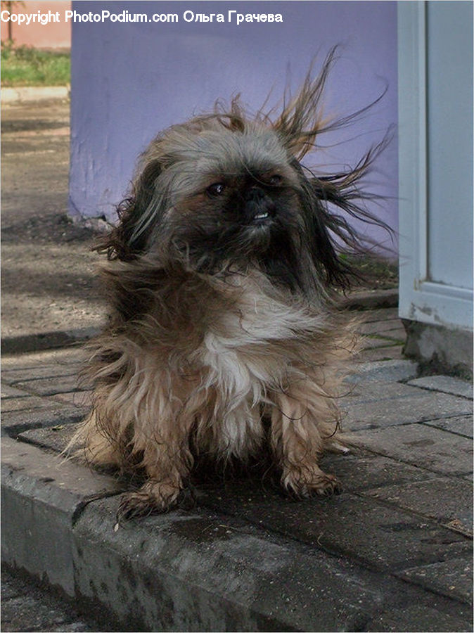 Affenpinscher, Animal, Canine, Dog, Mammal, Pet, Terrier