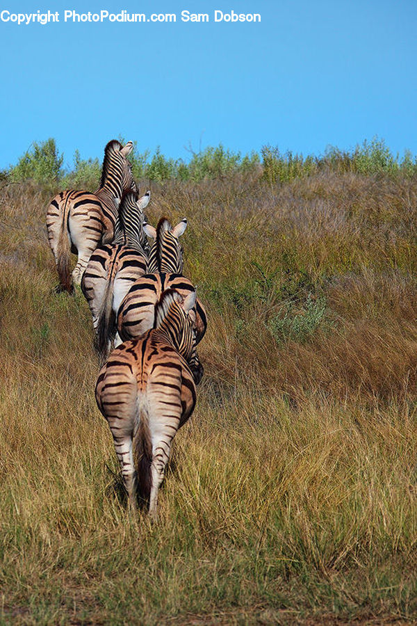 Animal, Mammal, Zebra, Field, Grass, Grassland, Land