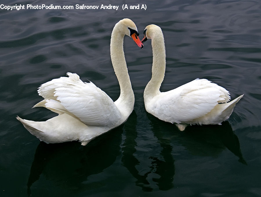 Bird, Swan, Waterfowl, Goose