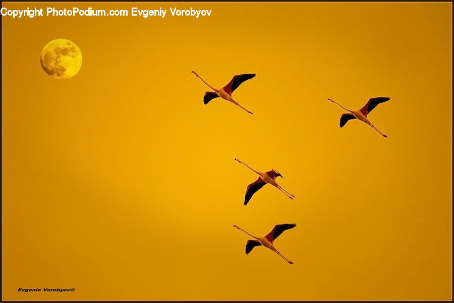 Bird, Stork, Crane Bird, Heron, Silhouette, Flying, Kite Bird