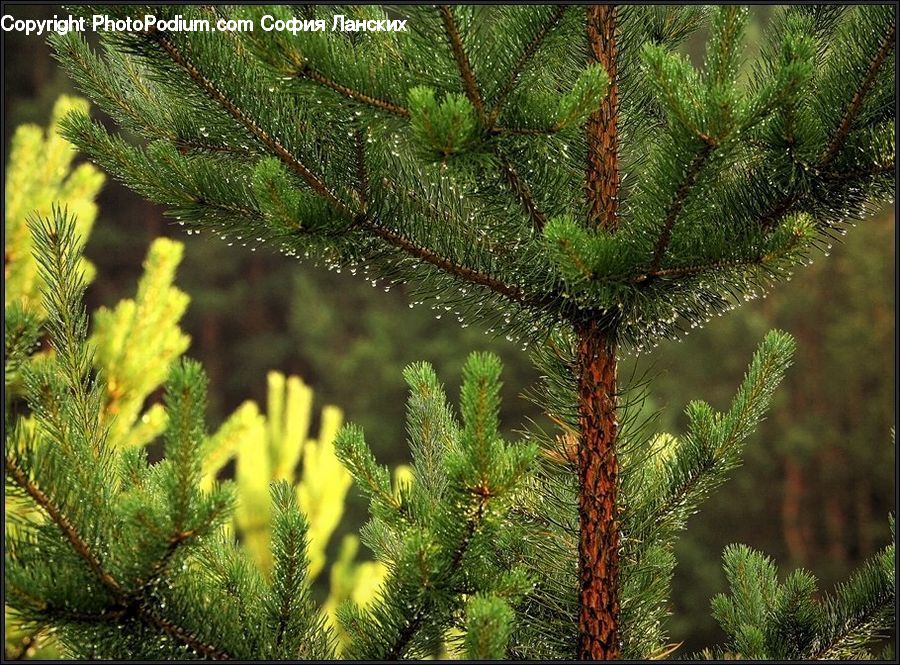 Conifer, Fir, Plant, Tree, Fern, Pine, Spruce