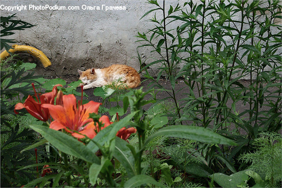 Plant, Potted Plant, Animal, Cat, Mammal, Pet, Canine