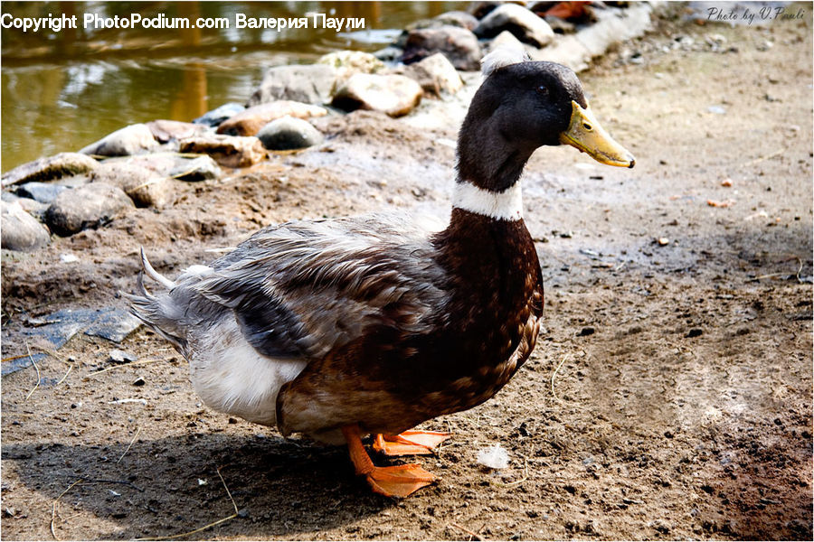 Bird, Duck, Teal, Waterfowl, Beak, Goose, Mallard