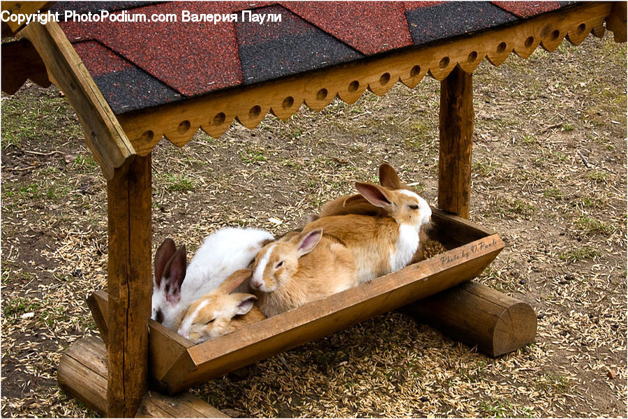 Dog House, Kennel, Animal, Bunny, Mammal, Rabbit, Rodent
