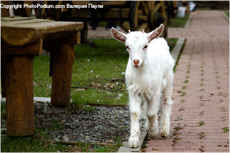 Animal, Goat, Mammal, Mountain Goat, Wood, Bench, Boardwalk