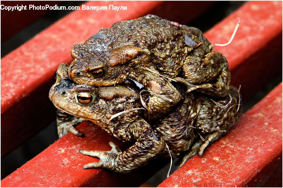 Amphibian, Frog, Wildlife