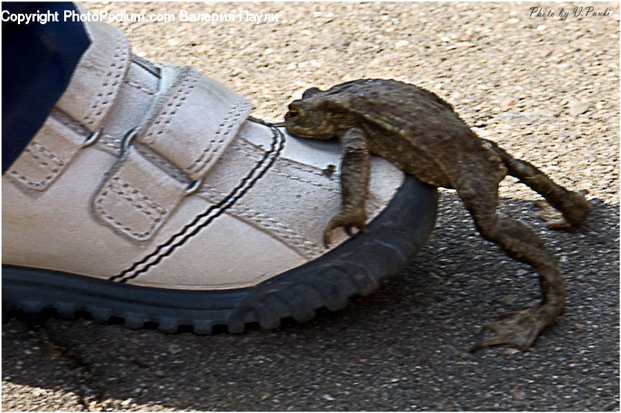 Footwear, Sandal, Shoe, Iguana, Lizard, Reptile